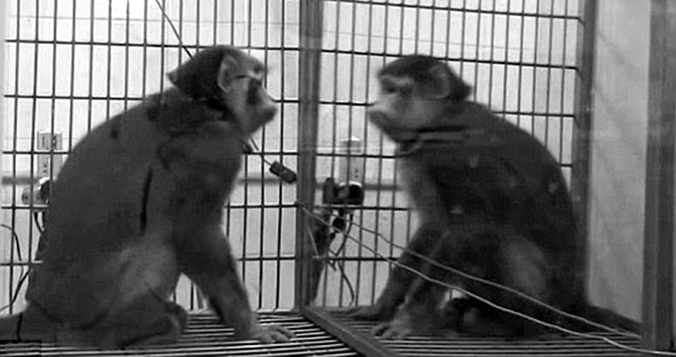 pesquisa macacos e espelhos, teste macacos e espelhos, estudo macacos espelhos, pesquisa neurociência, macacos e espelhos